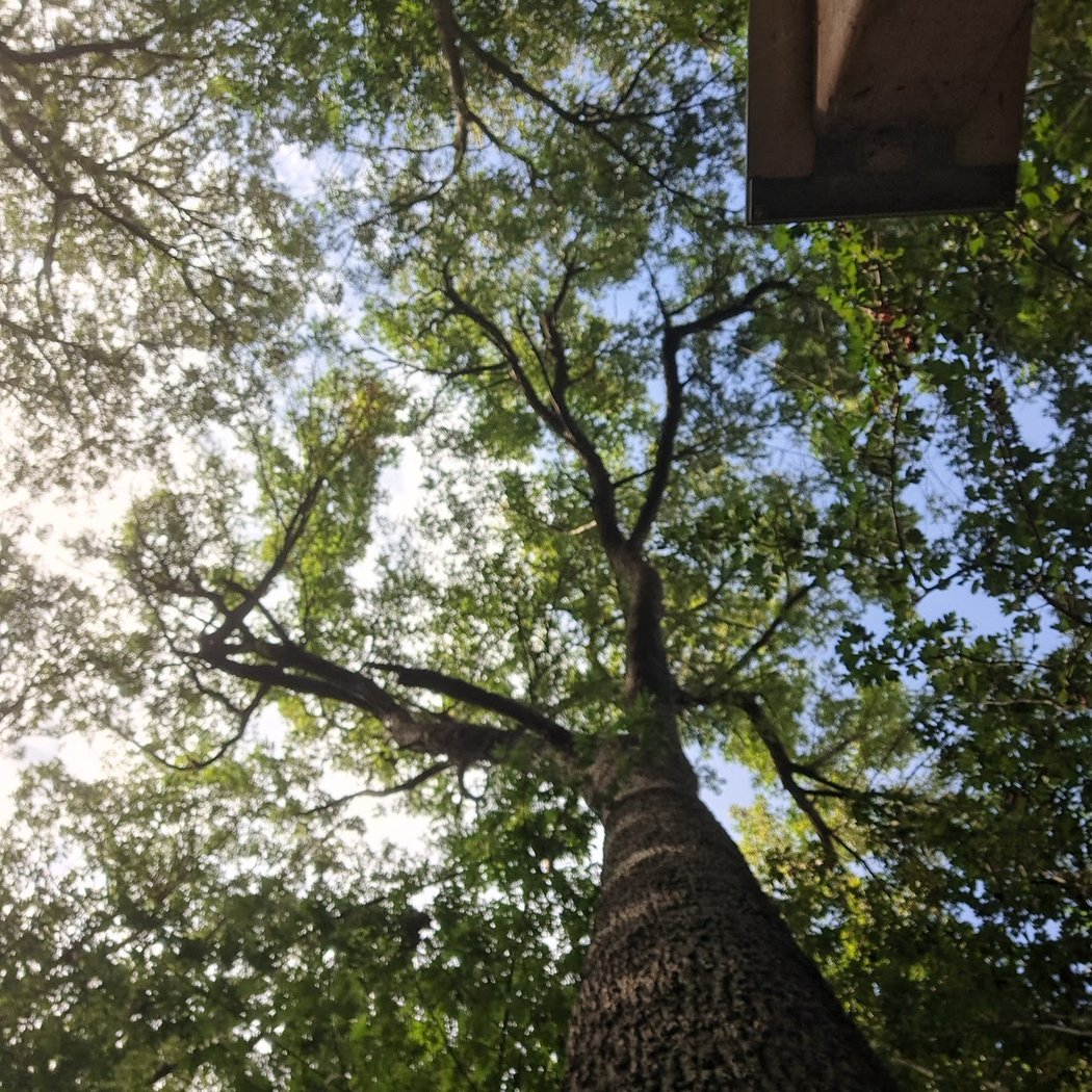 Cormier-arbre remarquable 2